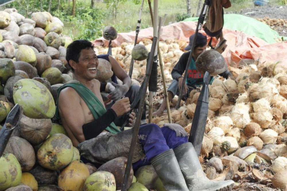 daging kelapa Jambi