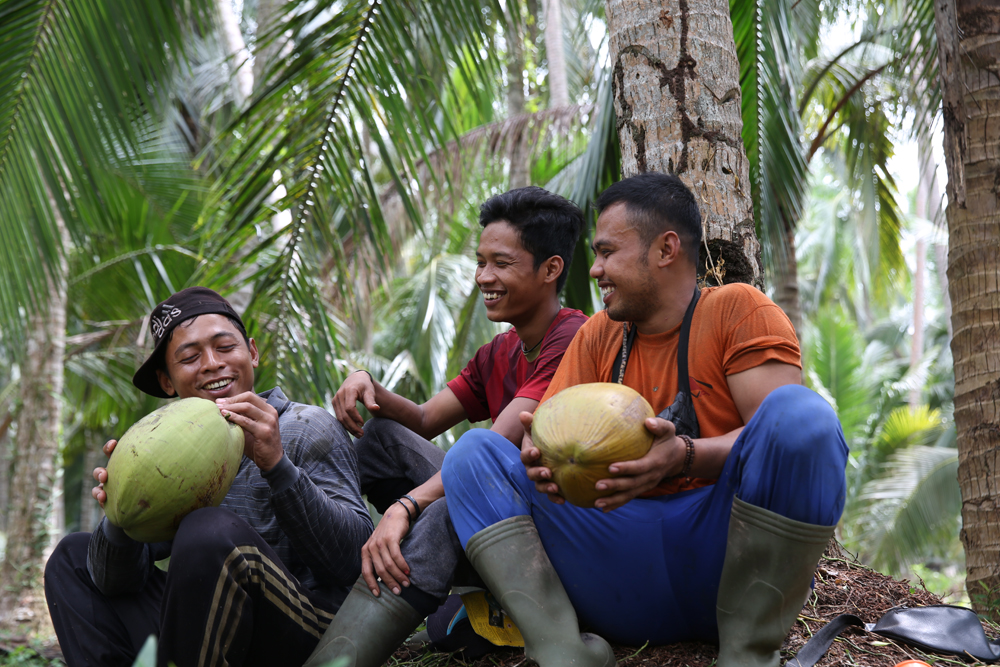 panen kelapa Jambi